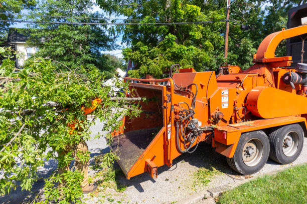 Best Best Tree Removal Services  in Maple Valley, WA